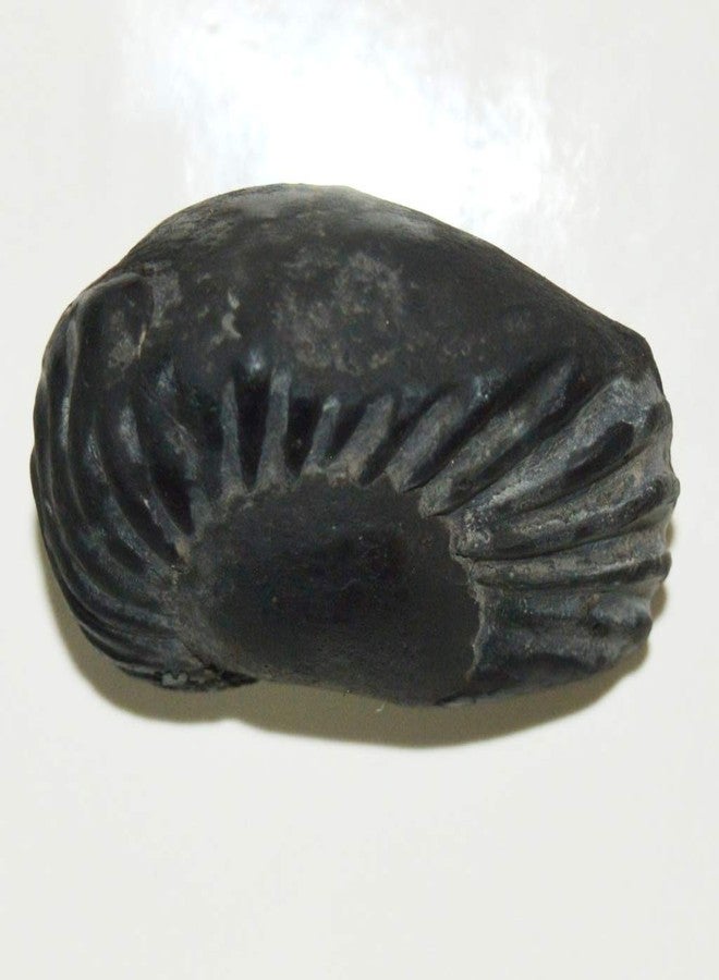 غلوبال العالمية الأصلية Hiranyagarbha Shaligram Shila Origin Gandaki River نيبال أيدول لورد فيشنو، تولسي بوجا - Image 4